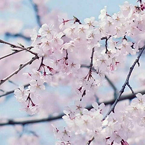 十三推+四季精油套裝實(shí)實(shí)在在幫老伴兒健康又保健！